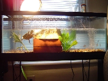 The tank