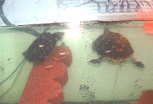 Turtles