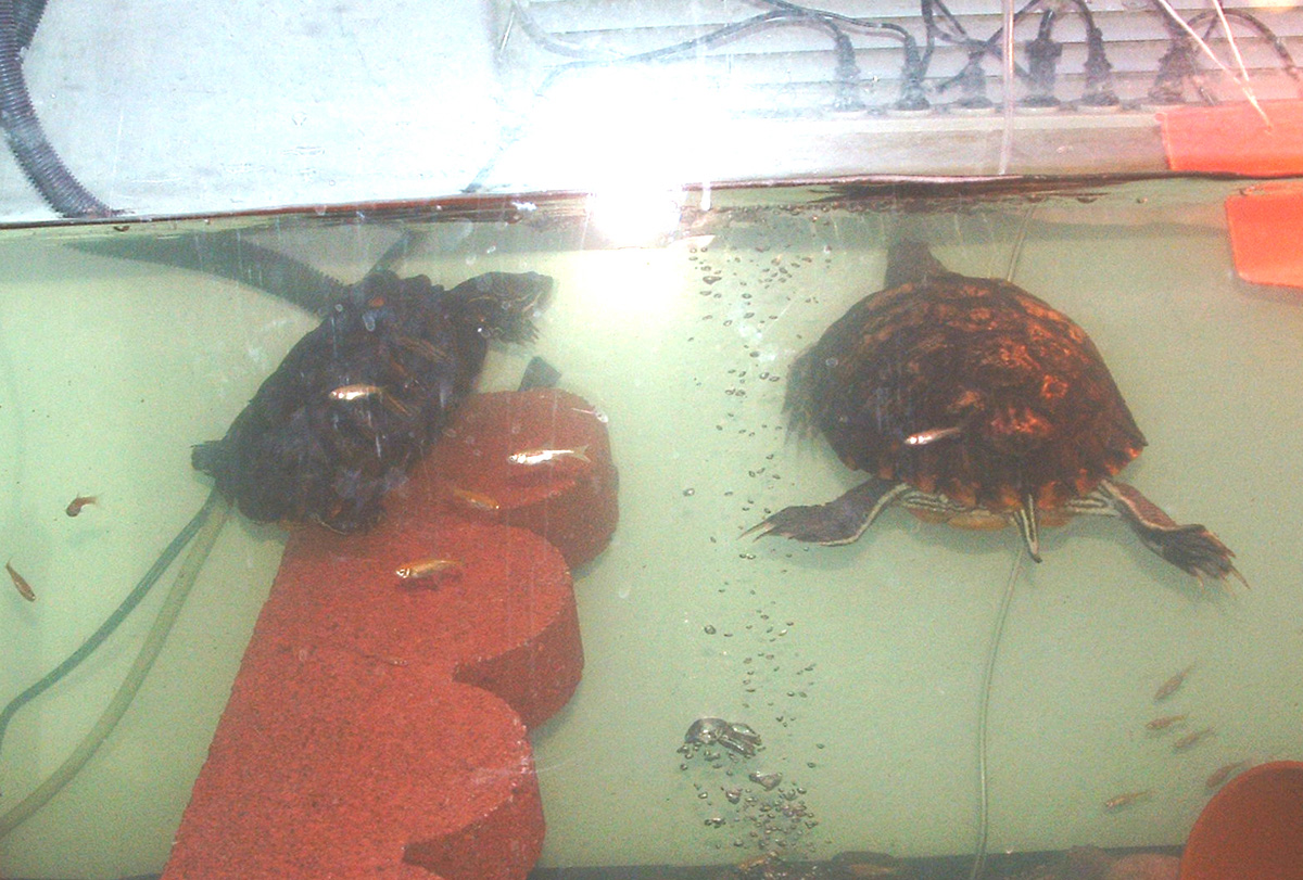 Turtles