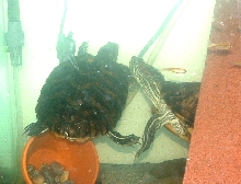 Suspected female w/ curled tail