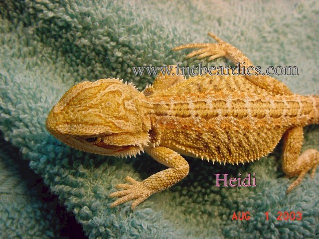 heidi1