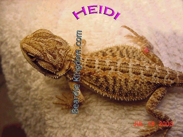 heidi