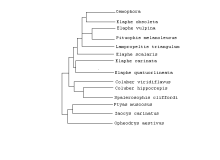 Lopez and Maxson: Ratsnake relationships