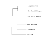 Ratsnakes and Hominoid relationships