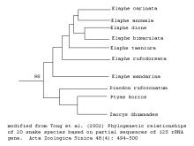 Ratsnake tree