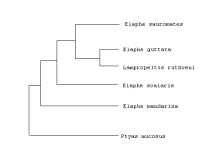 Relationships among ratsnakes and kingsnakes