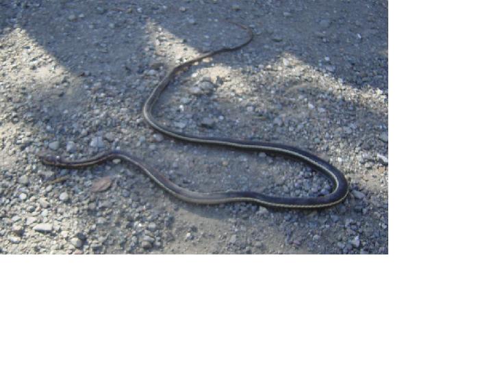 Dead California Striped Racer