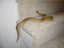 Curt's 03 Male Woma