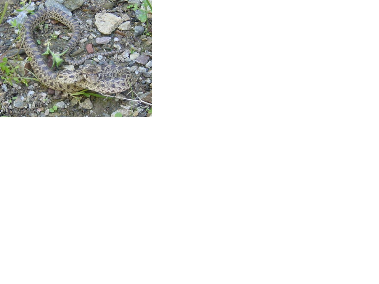 Baby Pacific Gopher