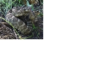 Crotalus viridis Oreganus, Ready to strike.