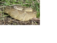 Oreganus curled up