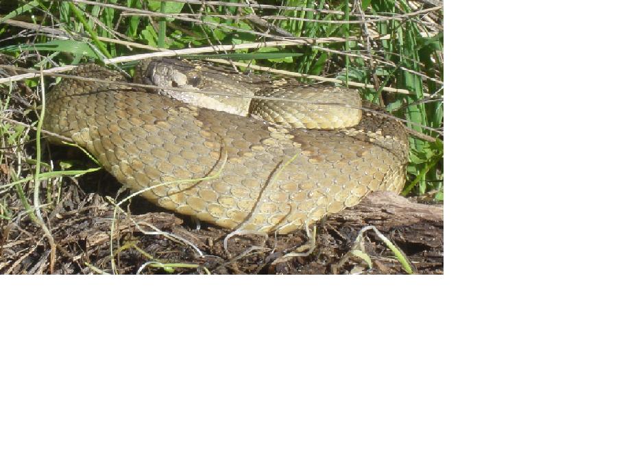 Oreganus curled up