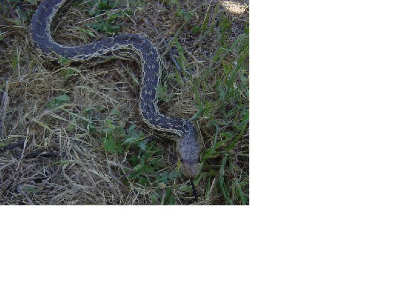 Pacific Gopher Snake