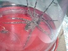 Unidentified Spider
