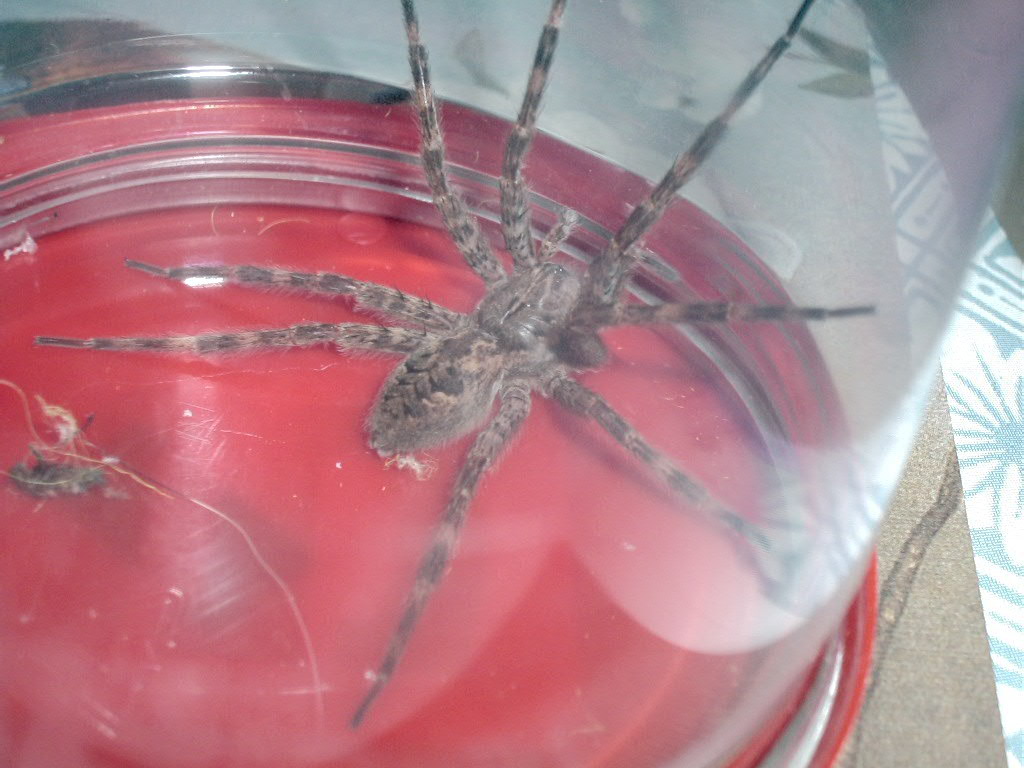 Unidentified Spider