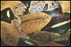 Boa c.constrictor macro