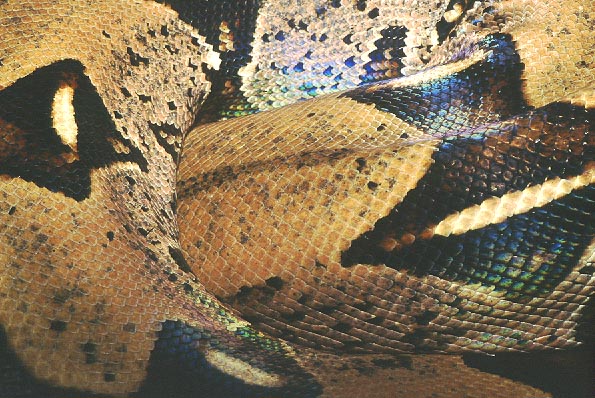 Boa c.constrictor macro