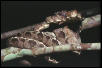 C hortulanus