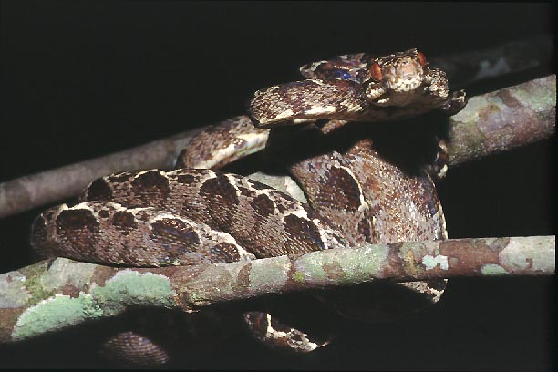 C hortulanus