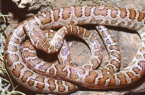 Epicrates fordii