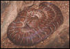 E.s.striatus