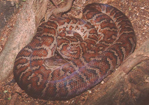 E.s.striatus