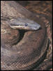 Round Island Boa