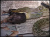 Rhynchophis