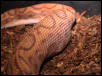 Hypo Rainbow
