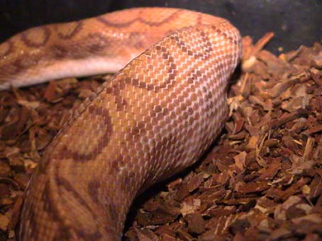 Hypo Rainbow