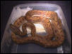 Hypo Rainbow