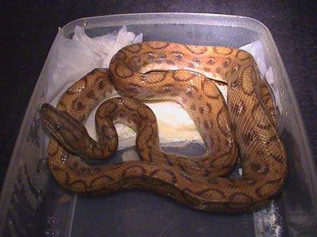 Hypo Rainbow