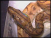 Hypo Rainbow