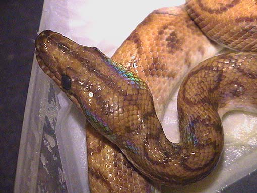 Hypo Rainbow