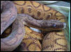 Hypo Rainbow