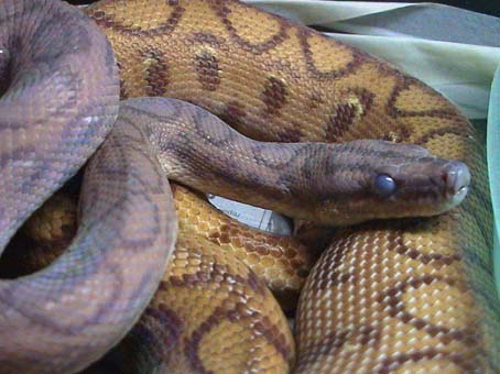 Hypo Rainbow