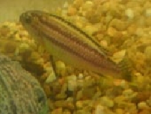 Unknown Species of African Cichlid