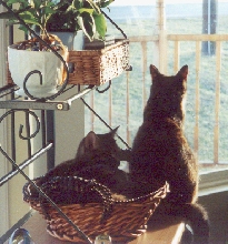 Sunny Cats