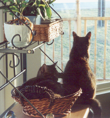 Sunny Cats