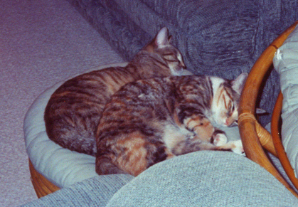 Two  Cats Napping