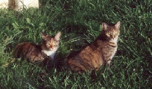 Two Cats Sunning