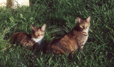 Two Cats Sunning