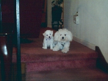 "Belle" and "Blanche"