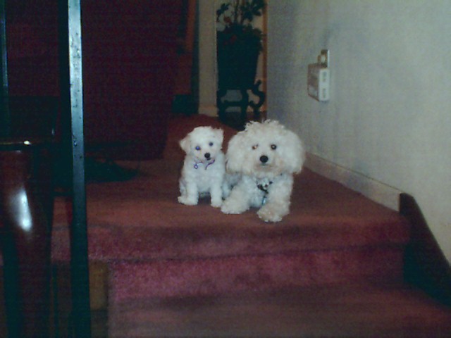"Belle" and "Blanche"