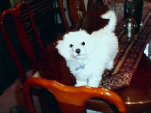 "MAURICE"