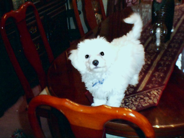 "MAURICE"