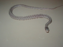 05 04 silver eastern CB 07