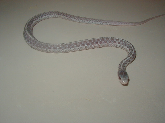 05 04 silver eastern CB 07