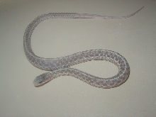 05 04 silver eastern CB 07