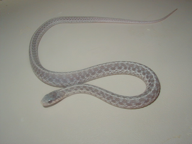 05 04 silver eastern CB 07